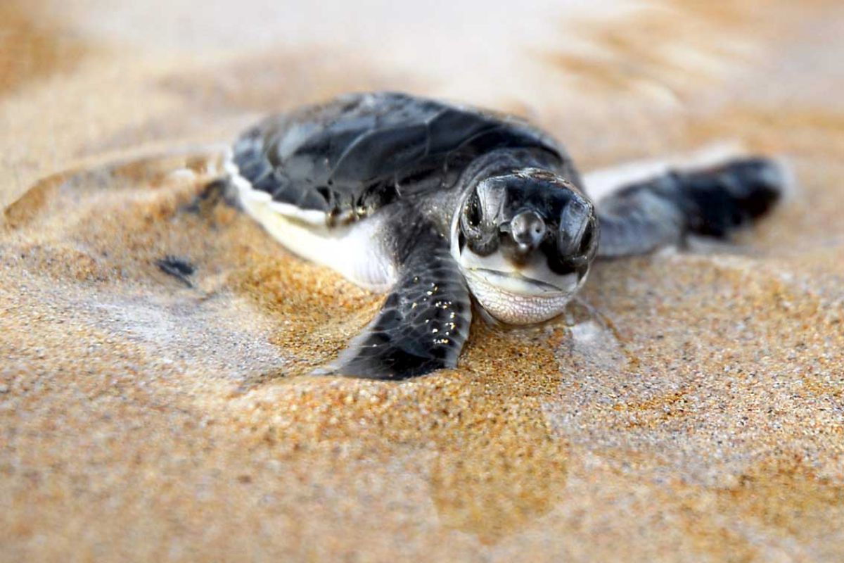 Braamspunt baby zeeschildpad