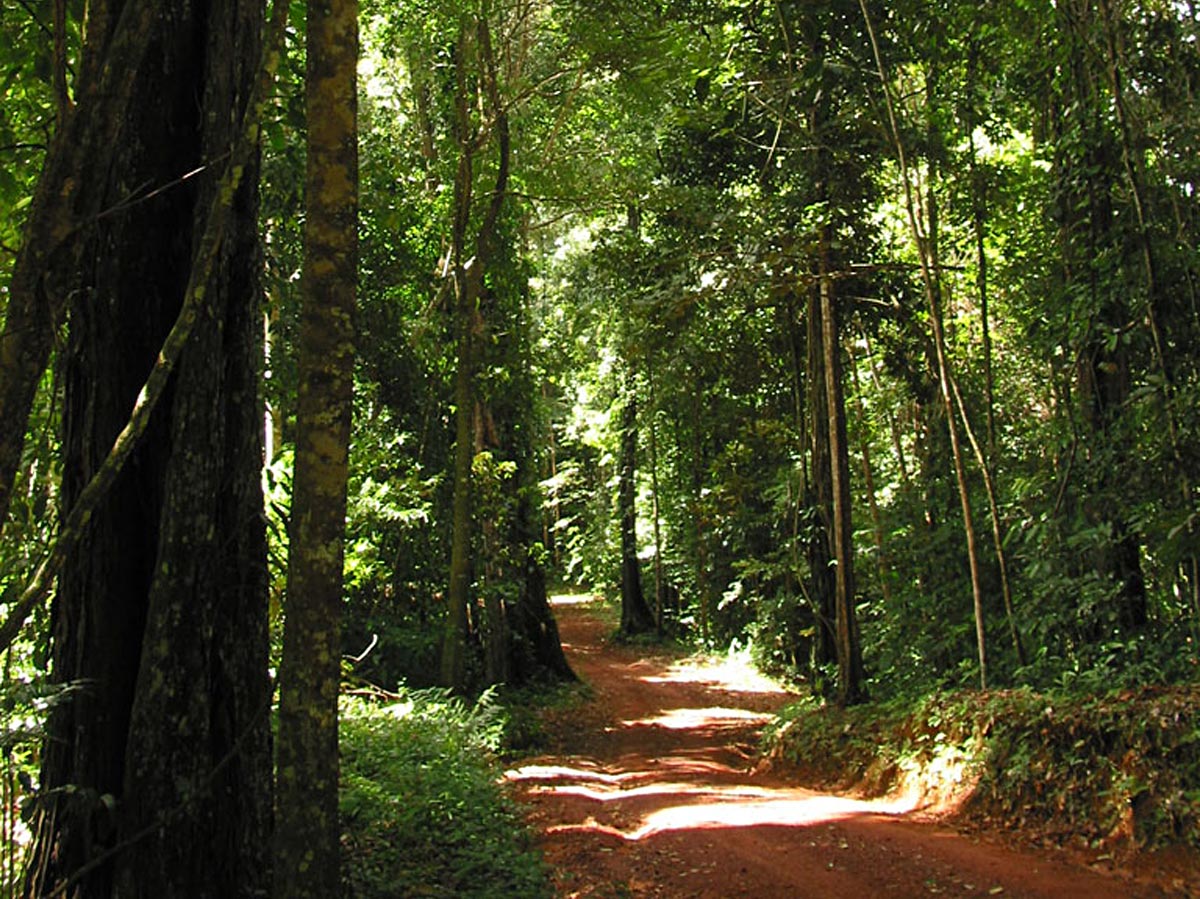 Brownsberg pad door het bos